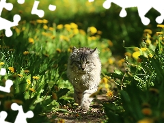 green, Path, Meadow, dandelion, cat