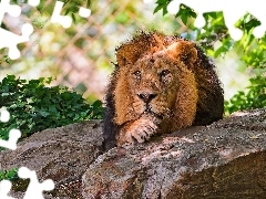 green, Lion, stone