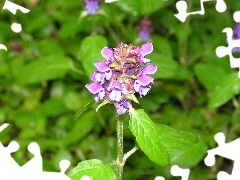 Violet, Close, green, nettle