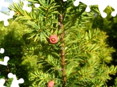 green, Red, yew