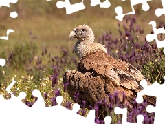 Bird, Meadow, Flowers, griffon