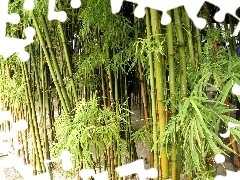 grove, bamboo, Green