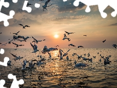 Great Sunsets, sea, gulls