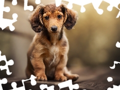long-haired Dachshund, Puppy, Brown