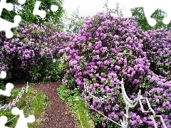 purple, fancy, hand-rail, Rhododendrons