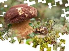 Hat, boletus, Bitten