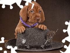 dog, Vizsla, Hat, Puppy