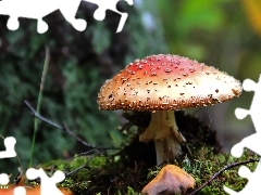 Mushrooms, Red, Hat, toadstool