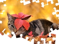 cat, an, Head, leaf