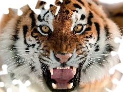head, furious, tiger