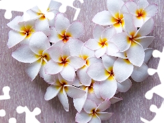 Heart, Flowers, Plumeria