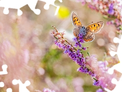 butterfly, Flowers, heather, American Copper