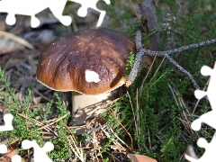 twig, Boletus edulis, heather