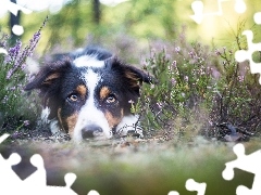 lying, muzzle, heather, Border Collie