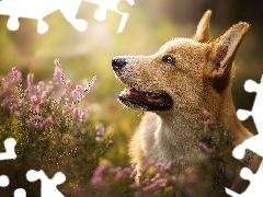 dog, muzzle, heather, Welsh corgi pembroke