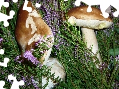 boletus, heathers