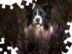 dog, muzzle, heathers, Border Collie