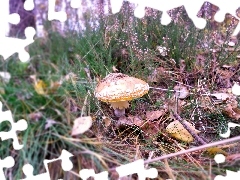 forest, toadstool, heathers, Mushrooms