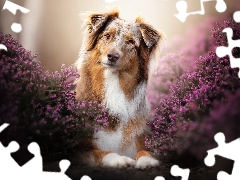 dog, Australian Shepherd, heathers, Brown and white