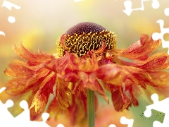 Close, Colourfull Flowers, Helenium