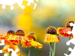 Orange, Helenium