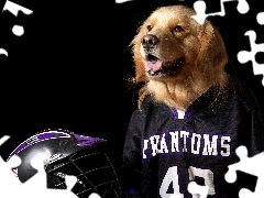 dog, Shirt, helmet, Golden Retriever