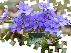 ivy, small bunch, hepatica