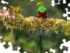 plant, Bird, Quetzal Heraldic