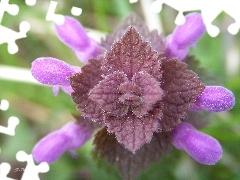 nettle, Violet, The herb