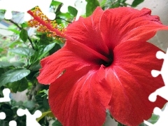 Big, Colourfull Flowers, hibiscus, Red