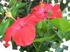 Flowers, hibiscus