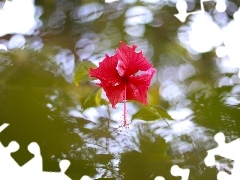 water, Colourfull Flowers, hibiscus, reflection