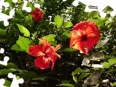 beatyfull, Flowers, hibiskus, Red