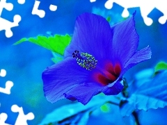 azure, Colourfull Flowers, hibiskus