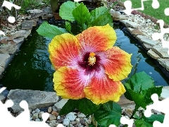 Colourfull Flowers, Red, hibiskus, yellow