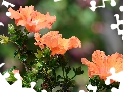 hibiskus, Orange, Flowers