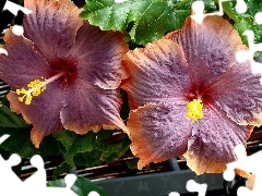 Flowers, hibiskus