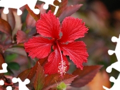 Red, hibiskus