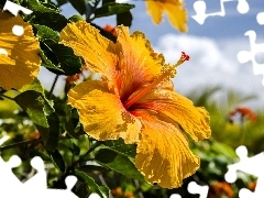 Yellow, hibiskus