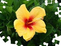 Yellow, hibiskus