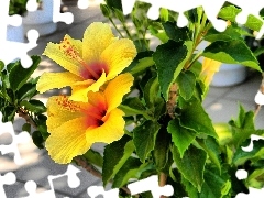 Yellow, hibiskus