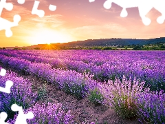 trees, Field, The Hills, Sunrise, viewes, lavender