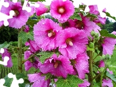 beatyfull, Hollyhocks