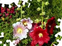 flourishing, Hollyhocks