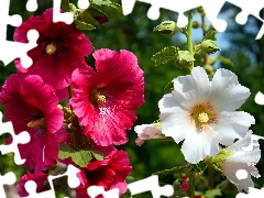 flourishing, Red, Hollyhocks, White