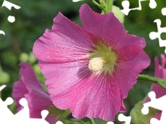 Hollyhocks, Pink, Flowers