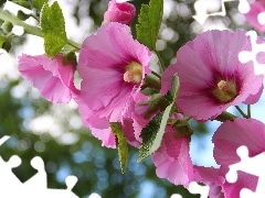 Pink, Hollyhocks