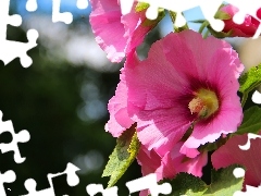 Pink, Hollyhocks