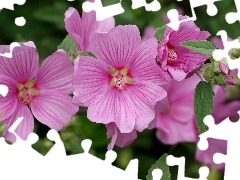 Hollyhocks, Flowers, Pink