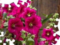 Purple, Hollyhocks